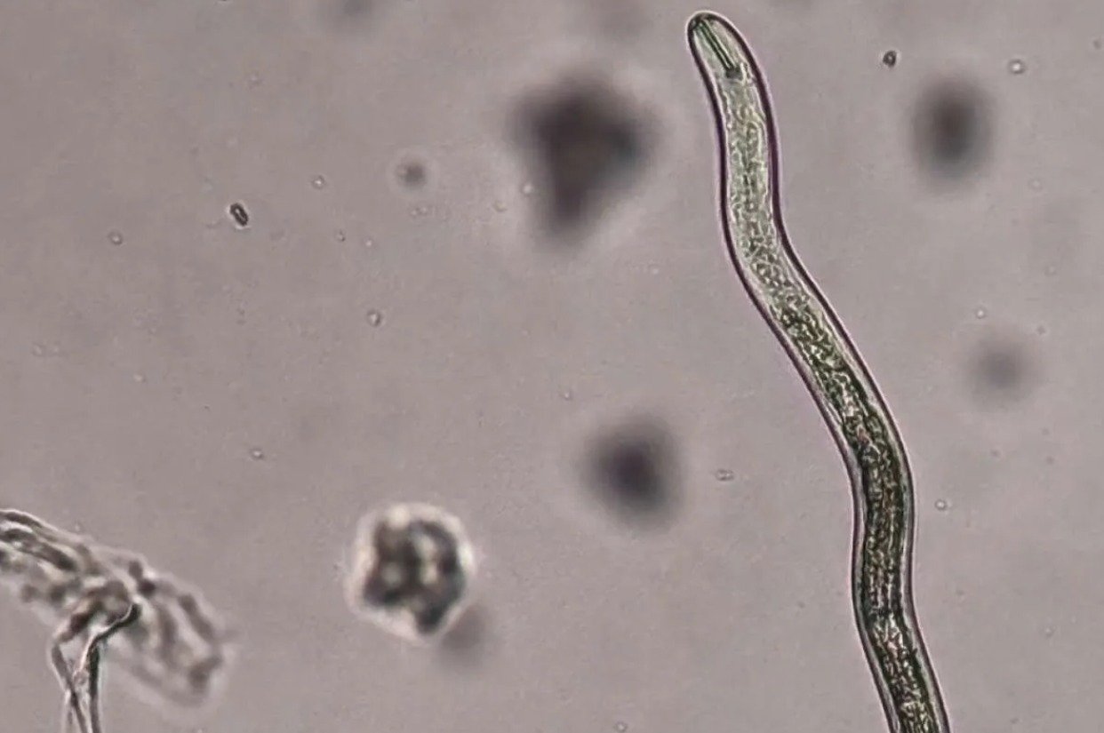 Fundação Rio Verde contribui para debate nacional sobre manejo de nematoides